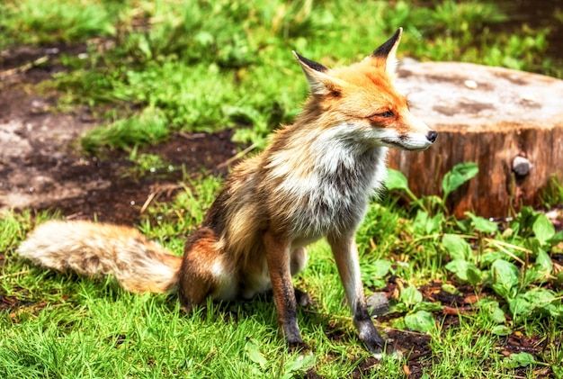 Red Fox vulpes vulpes sitting in green grass in forest