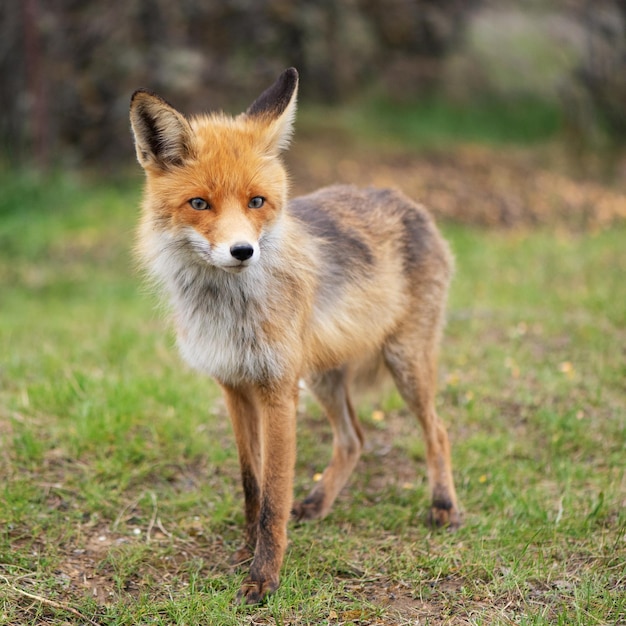 Photo red fox vulpes vulpes in the wild.