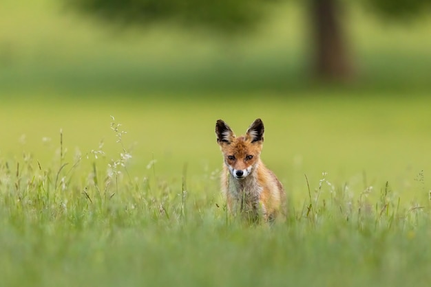 Red fox walking in long grass in summer with copy space