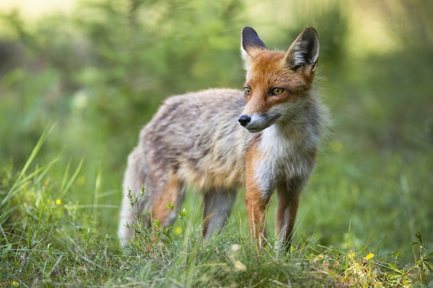 Red fox watching on grassland in summertime nature