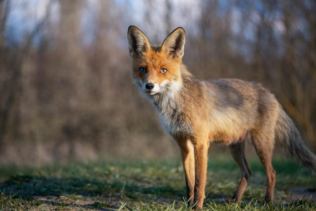 Red fox in the wild. Vulpes vulpes.