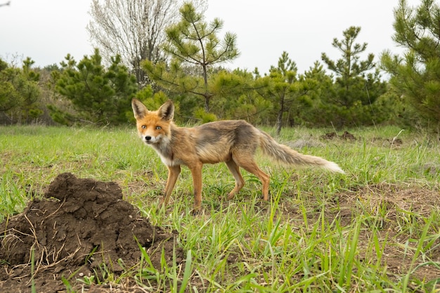 Red fox in the wild Vulpes vulpes