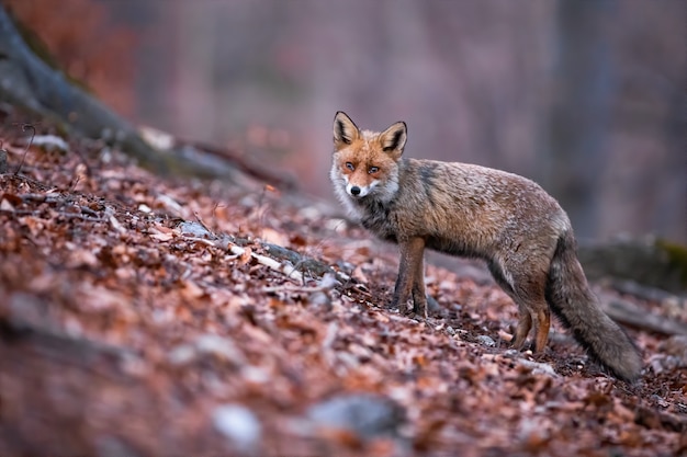 Red fox with beautiful long puffy tail posing in the autumnal nature