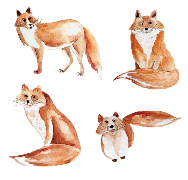 Red foxes watercolor element set