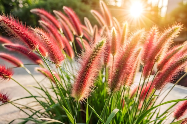 Red foxtail grass in the sunshine