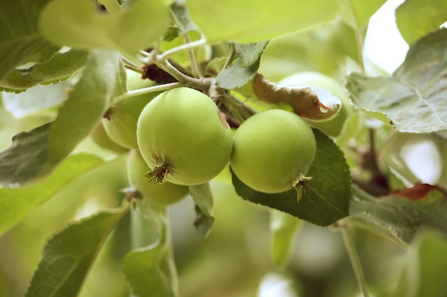 Red fresh apples on a tree in a garden at summer.