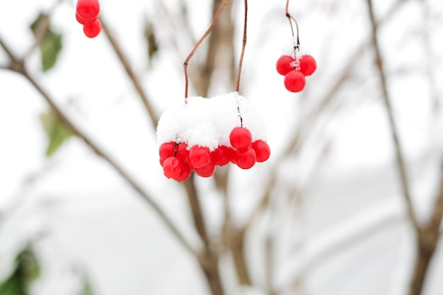 Red frozen berries on the branches in the snow.