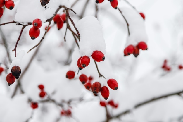 Red frozen rose hips with snow in winter. Nature season