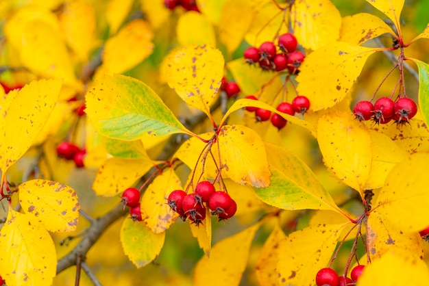 Red fruits of hawthorn. Yellow leaves