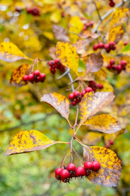 Red fruits of hawthorn. Yellow leaves.