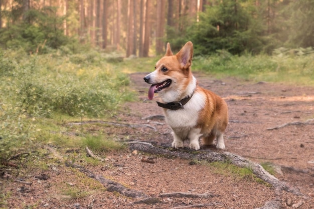 Red funny dog breed Welsh Corgi Pembroke with a protruding tongue walks in the summer forest