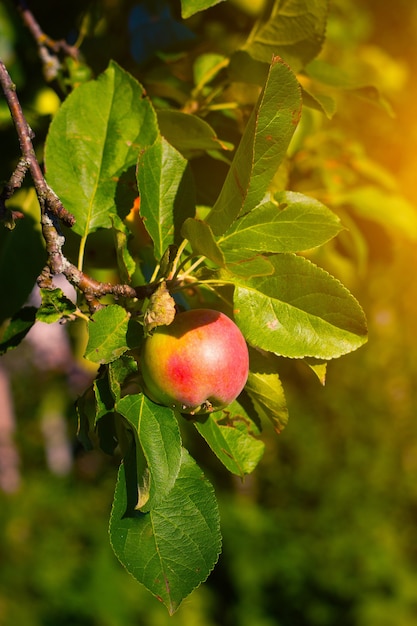 Red garden Apple on a branch