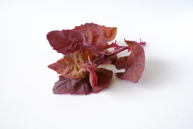 Red garden quinoa on a white background. Fresh useful plant close-up. Herb of the amaranth family.