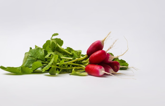 Red garden radish isolated on white background