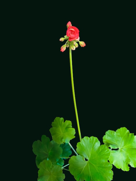 Red geranium flowers are blooming on black background