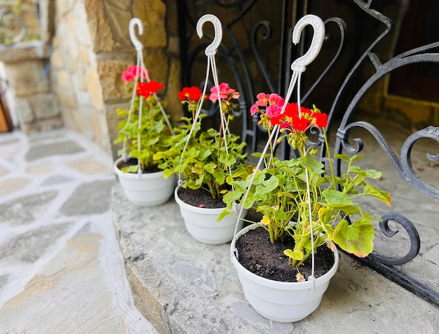 Red geraniums flowers in hanging pot Beautiful flowers Selective focus