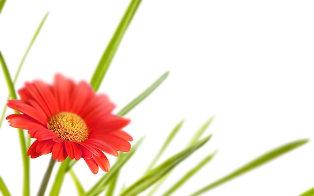 Red gerbera close-up on white background. Spring background . Greeting Card template.