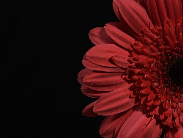 Red gerbera daisy flower isolated on black background