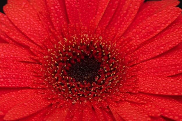 Red Gerbera Flower Close up