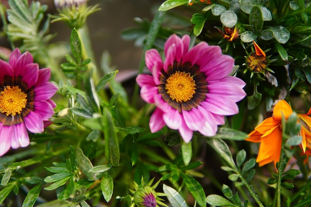 Red Gerbera flower closeup view background