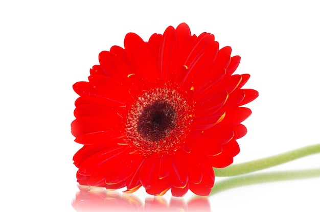 Red gerbera flower closeup on white background