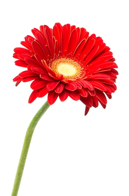 red gerbera  flower  isolate on white background