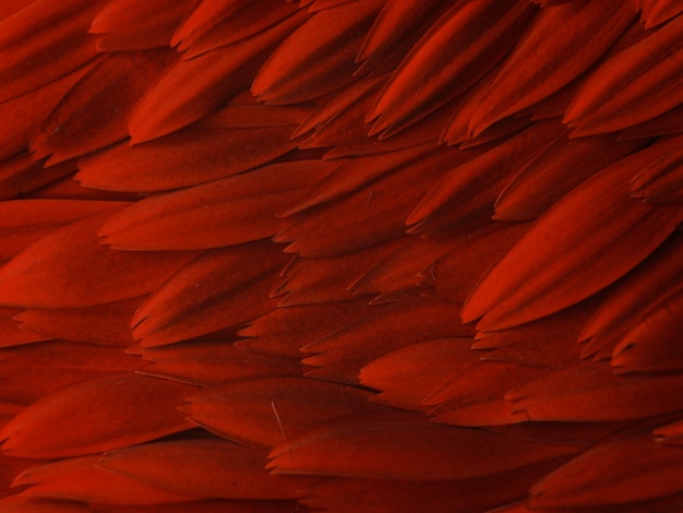 Red gerbera flower petals