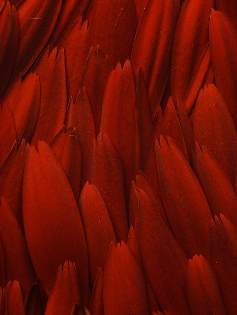 Red gerbera flower petals