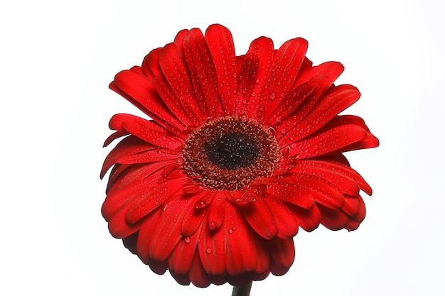 red gerbera flower / red beautiful summer flower, aroma smell concept