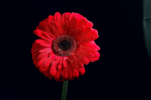 red gerbera flower / red beautiful summer flower, aroma smell concept