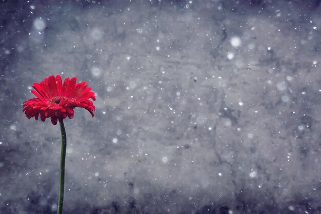 red gerbera flower / red beautiful summer flower, aroma smell concept