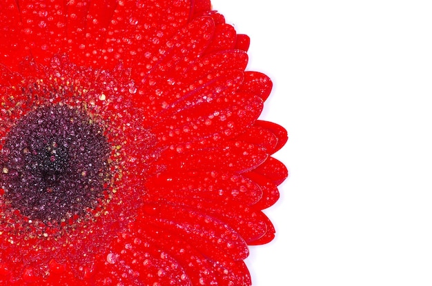 Red gerbera flower