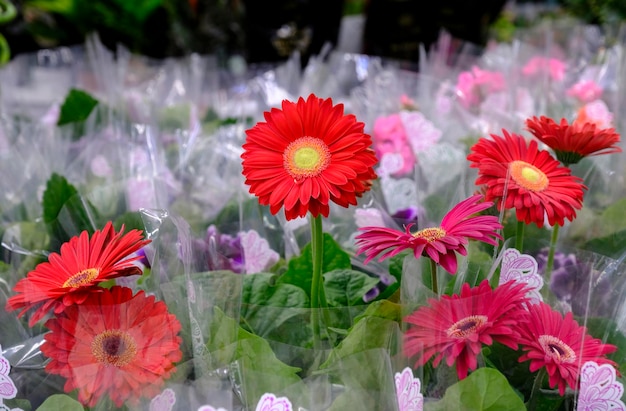 Red Gerbera flowers in bloom close up at floral market