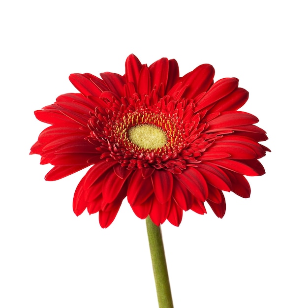 Red gerbera isolated on white