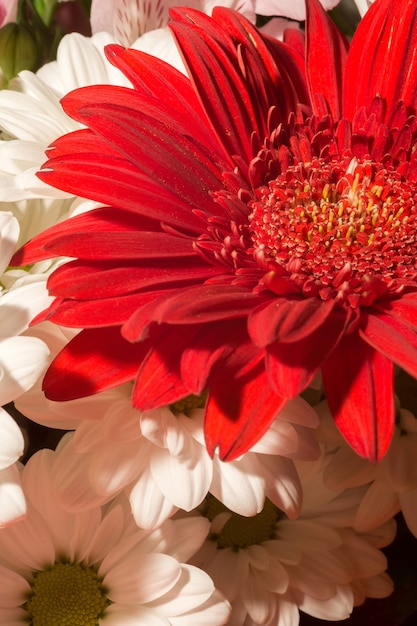 Red Gerbera Macro