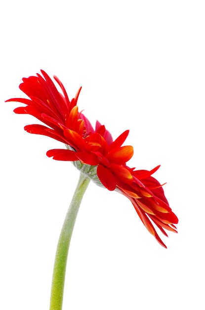 Red gerbera