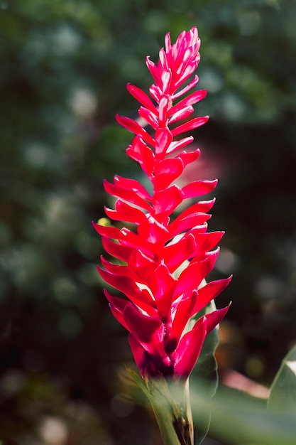 Red ginger alpinia purpurata blooming in the tropical garden