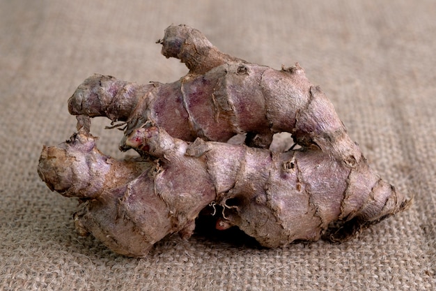 Red ginger on blanket