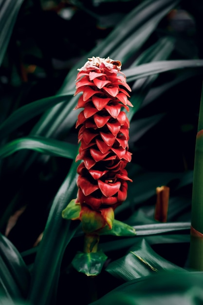 Red ginger flower on dark green background