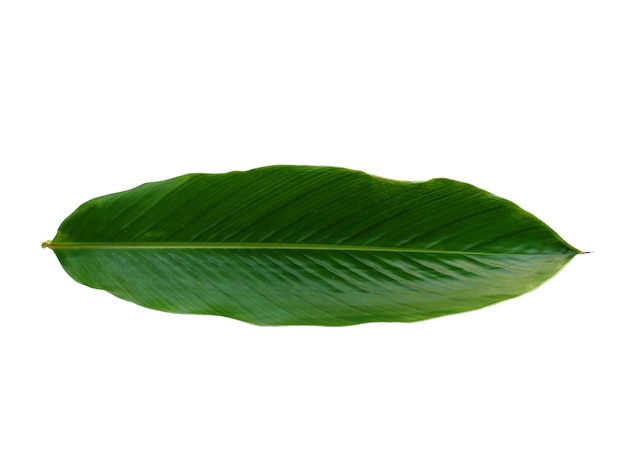 Red Ginger leaves or Alpinia purpurata leaf on white background