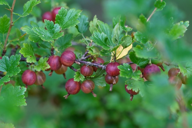 Red gooseberry berries on a bush in the garden of a country house