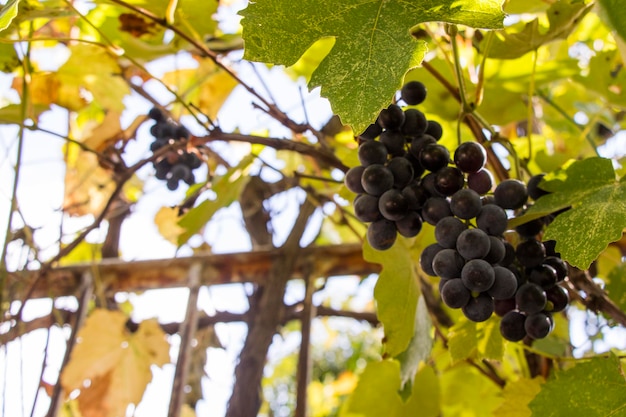 Red grape in wine yard