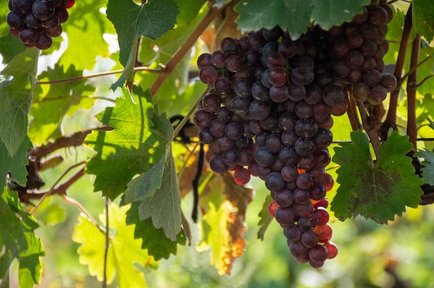 Red grapes on the background of a green vineyard