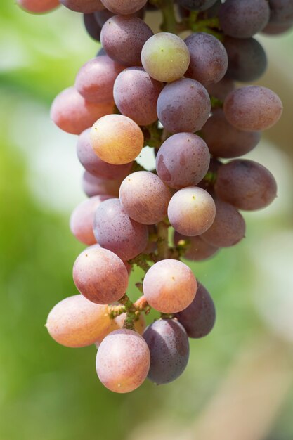 Red grapes in the vineyard