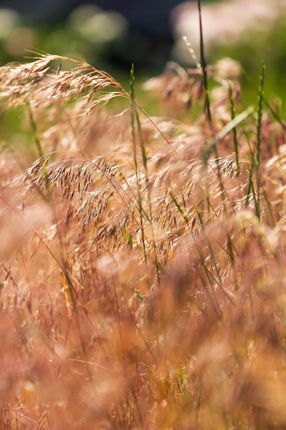 Red grass in spring on a sunny day