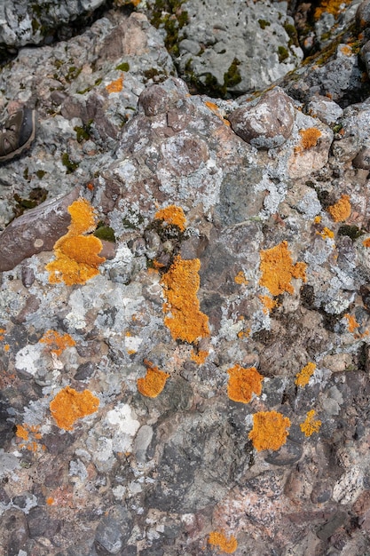 Red and gray moss or lichen on rocks Vertical image