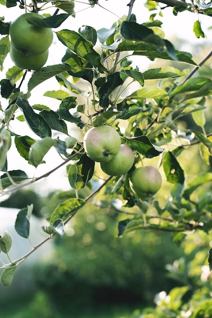 Red and green apples on apple tree. An apple tree branch in the garden on a summer day.