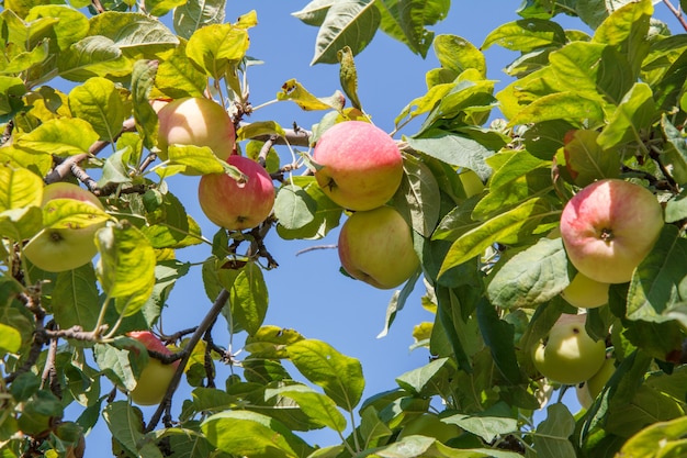 Red and green apples on the tree in the garden in summer day with blue sky.