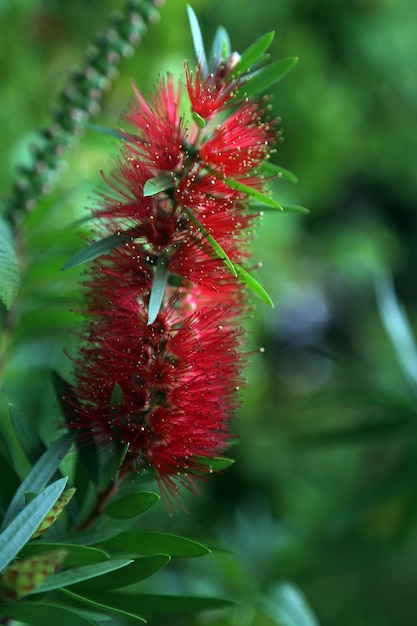 Red and green autumn floral palette