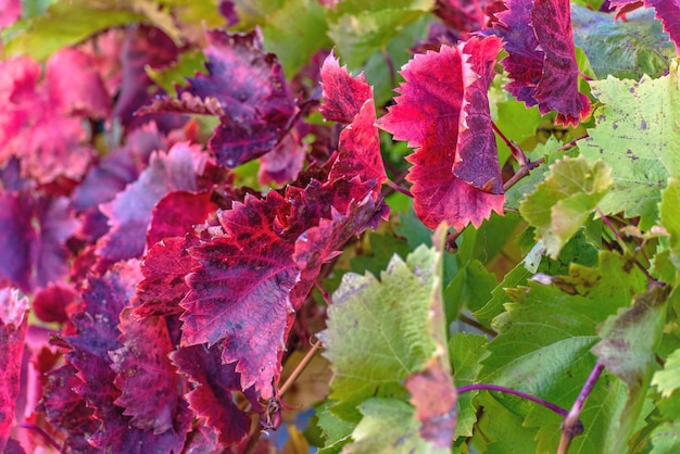 Red and green autumn leaves of vine